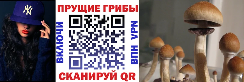 цена наркотик  Цивильск  маркетплейс Telegram  Галлюциногенные грибы мицелий 